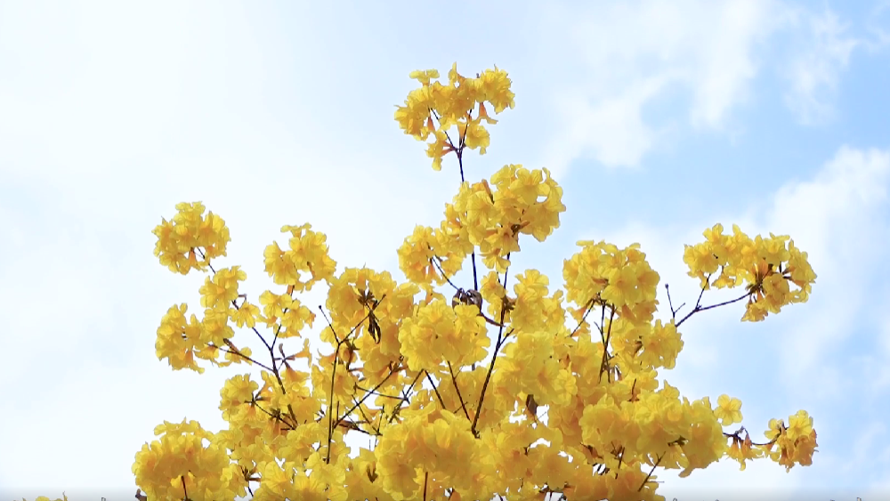 春雷，鳴響奮進(jìn)的號角